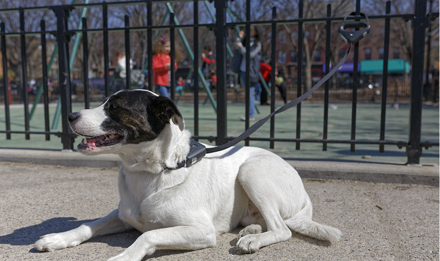 safespot locking leash